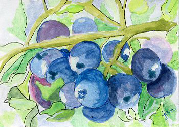 Blueberries Jan Pflieger Wausau WI watercolor & pen NFS